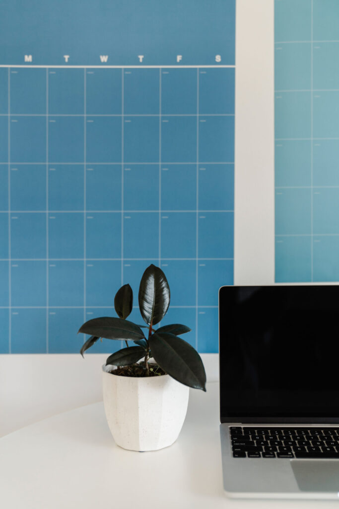 A laptop and potted rubber plant on a white desk beneath two large blue wall calendars.